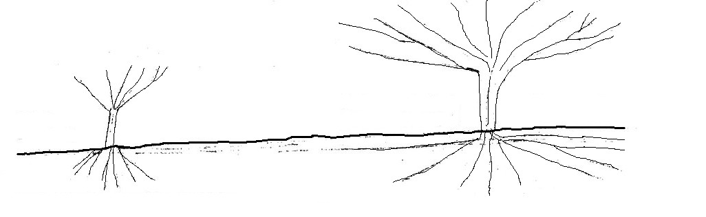 Pommier.