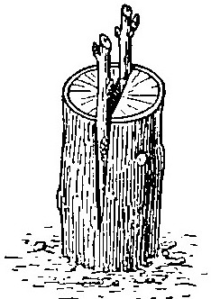 Haricot à l'état d'embryon.