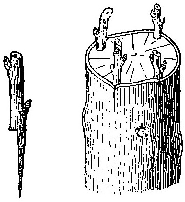 Haricot à l'état d'embryon.