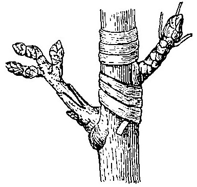 Haricot à l'état d'embryon.