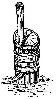 Haricot à l'état d'embryon.