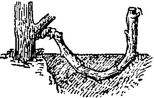 Haricot à l'état d'embryon.