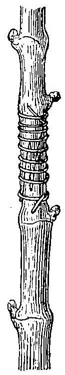 Haricot à l'état d'embryon.