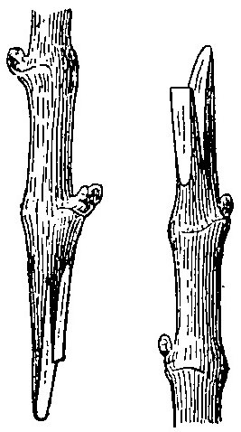 Haricot à l'état d'embryon.