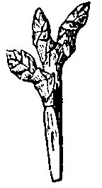 Haricot à l'état d'embryon.