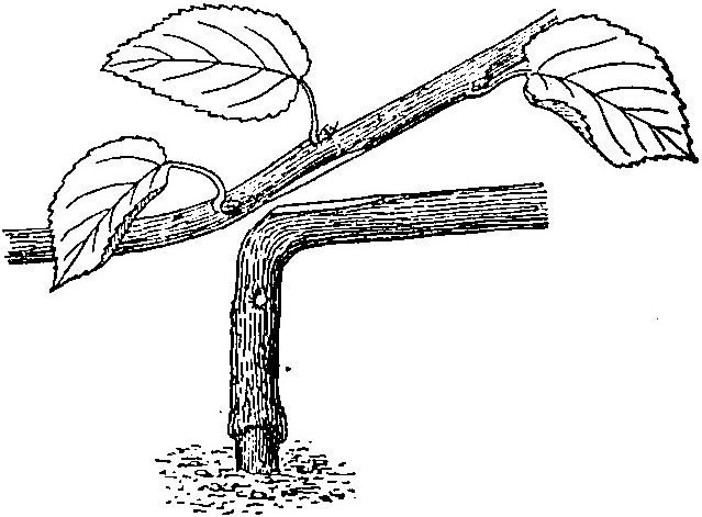 Haricot à l'état d'embryon.