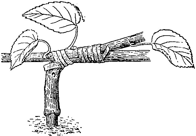 Haricot à l'état d'embryon.