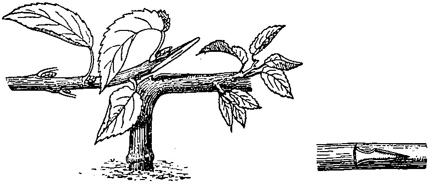 Haricot à l'état d'embryon.