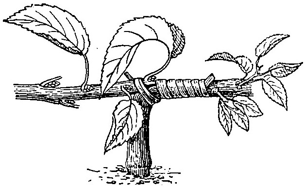 Haricot à l'état d'embryon.