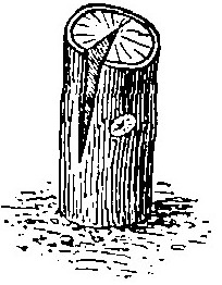 Haricot à l'état d'embryon.