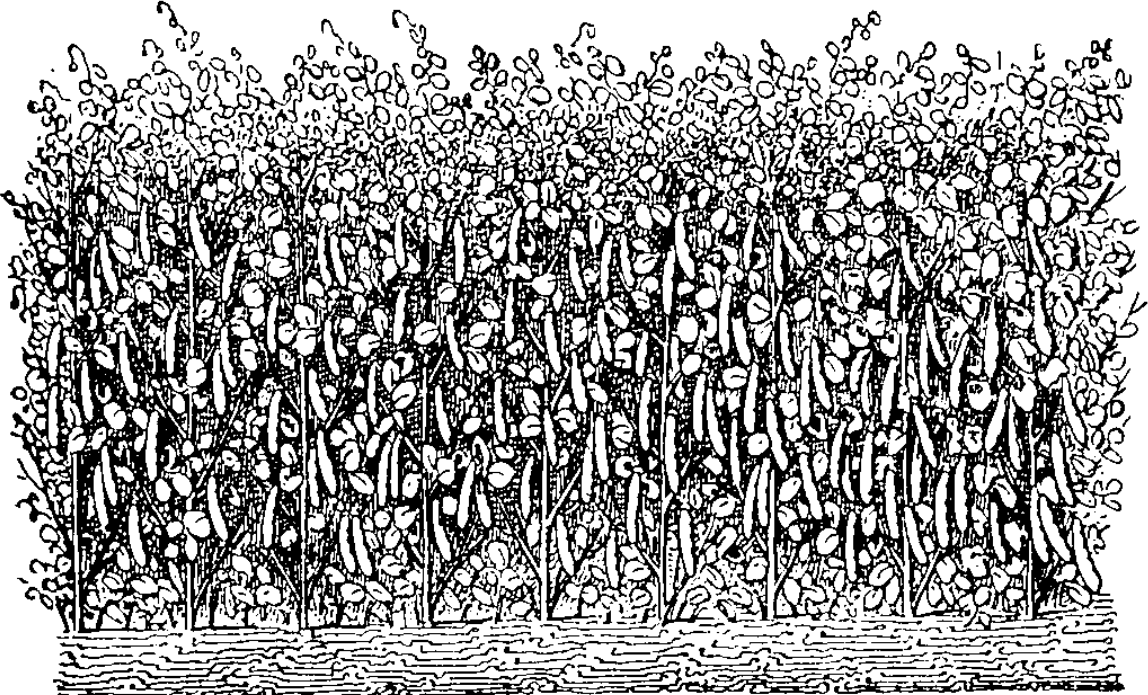 Pois ayant acquis tout leur développement.