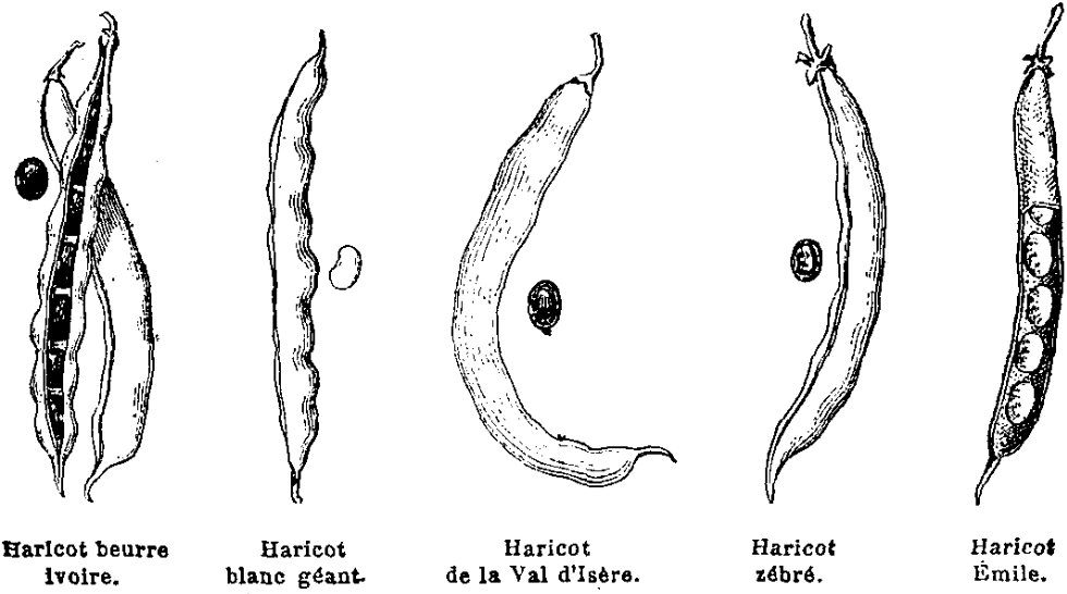 Haricots.